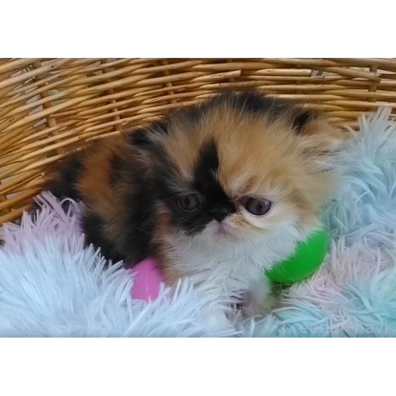 販売中の愛知県のエキゾチックショートヘア-124468の3枚目